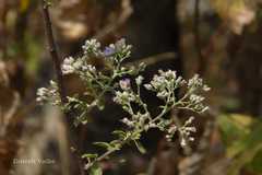 Vernonia divergens